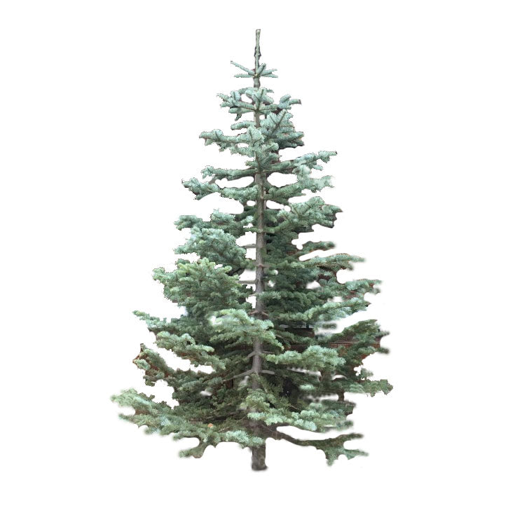 Silver Tip Tree