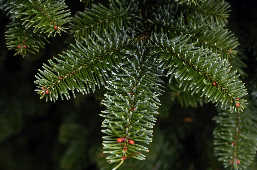 Douglas Fir Tree