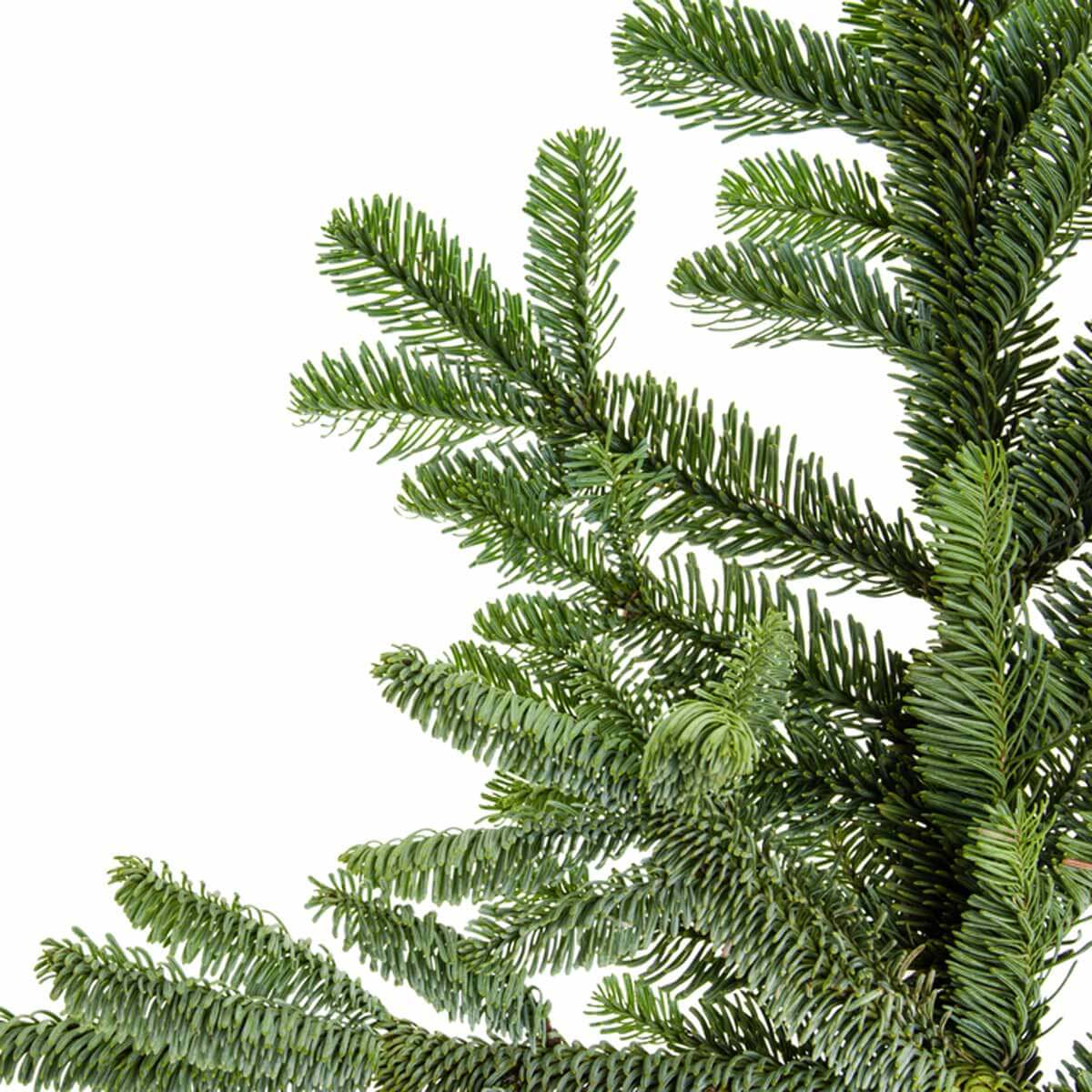 Noble Fir Tree