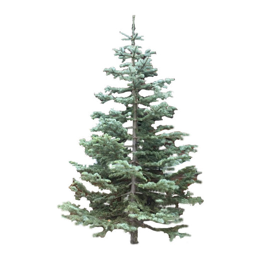 Silver Tip Tree